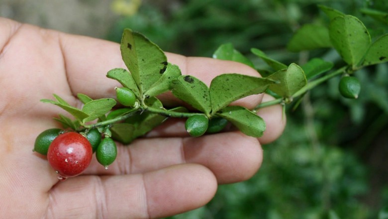 Cây Kim quất. Triphasia trifolia - Cây Thuốc Nam Quanh Ta
